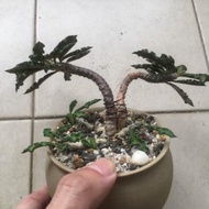 Euphorbia decaryi 皺葉麒麟