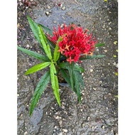【Tinawong668B 】IXORA 仙丹花 pokok bunga hidup tahan panas outdoor plant