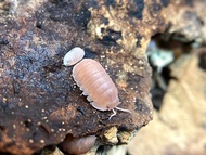 [10pcs+2pcs FREE] Cubaris "Papaya" Isopod Live Reptile Terrarium Tank Cleaning Crew