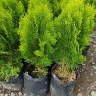 conifer cypress big pot