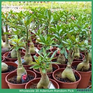 PERFECT 20 Adenium Obesum Desert Rose Plant Random Pick 6 inch pot 沙漠玫瑰 富贵花 批发 6寸盆 随机挑选发货
