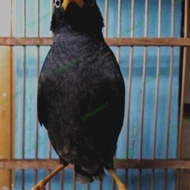 BURUNG JALAK KEBO MATA KUNING burung jalak kebo mata kuning bahan