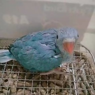 burung indian ringneck