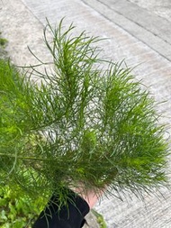 新鮮刁草 蒔蘿 Fresh Dill