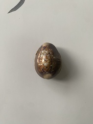 2555 龍婆孔 擋降貝
