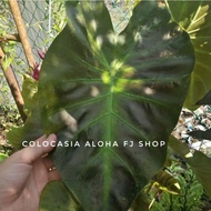 Keladi Aloha (colocasia)