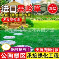Slope Dog Teeth Root Grass Seed Courtyard Greening Lawn Carpet Grass Four Seasons Evergreen Ryegrass
