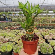 TKL - Lucky Bamboo/ Lucky Bamboo Pyramid/Dracaena Sanderiana/Chinese Lucky Bamboo 富贵竹/小丛林/金字塔竹