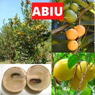 RARE / EXOTIC / NADIR Abiu / Star Apple (Pouteria Caimito) - Pokok Hidup / Live Plant