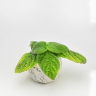 喜蔭花'藍色天堂' 室內植栽 辦公室植栽 療癒小物 送禮 新手植物