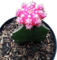 kaktus gymno import pink mini