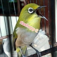 burung pleci montanus monty gacor dorr mewah special langka