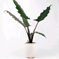 Ganohealth Alocasia Lauterbachina 剑叶芋with L size pot (150mm)direct from Cameron Highlands