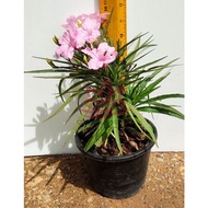 Pokok Ruellia Simplex Pink
