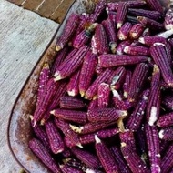 Biji Benih Bibit Jagung Ungu Organik - Purple Corn Seeds