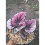 Sindo - Begonia Rex Live Plant AFUTAEWZJS