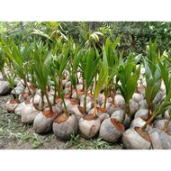 Benih kelapa Matag ready stock