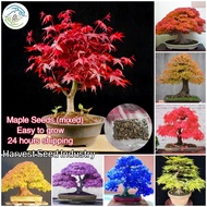 [High Germination] Potted Seeds 50pcs Maple Tree Seeds for Planting丨Rare Acer Palmatum Bonsai Seeds Ornamental Plant Seeds Home Garden Seedings Indoor Outdoor Air Purifying Live Plants for Sale Real Plants Gardening Flower Seeds Easy To Grow In Singapore