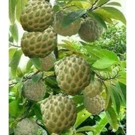 Sugar apple plant pokok buah nona annona hybrid