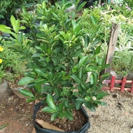 bibit tanaman buah jeruk sonkit kip 00222