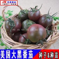 美國紫黑色大番茄種子 種籽西紅柿種籽 水果口感番茄蔬菜種子 種籽四季種植hn