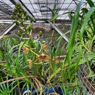 Anggrek Tebu Macan Raksasa 19 bulb (1,5m) Grammatophyllum speciosum