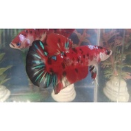 Populer Ready 1 pair indukan koi galaxy , muticollor ,nemo siap breed