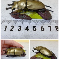 COLORATA Butterfly Club Stag Beetle Insect Beetle Stag Beetle Beetle Plastic Simulation Animal Model
