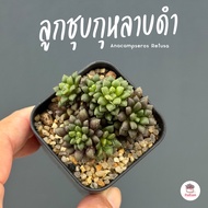 ลูกชุบกุหลาบดำ Anacampseros Retusa ไม้อวบน้ำ กุหลาบหิน แคคตัส กระบองเพชร cactus&amp;succulent