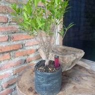 Bahan bonsai kimeng program akar ficus microcarpa tiger bark hasil cangkok usia 1 tahun