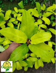 Philodendron Golden Orlando with FREE plastic pot pebbles and garden soil (Rare Indoor Plant and 5 S
