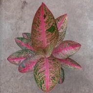 Tanaman Hias Aglaonema / Aglonema Kendedes New Stok