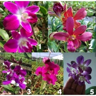 ANGGREK DENDROBIUM DEWASA