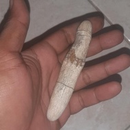 batu mustika manunggal kelor putih tpak jalak