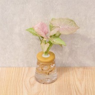 粉紅佳人合果芋 三角水耕盆栽 室內植物 觀葉植物 禮物 水培