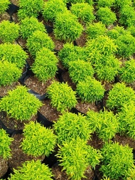 Green Papua live plant