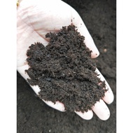 Peat Soil Horned Frog Beetle [8L] Amphibious Reptile Substrate Insect Plant Tingting Department Stor