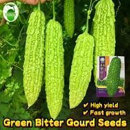 10 Seeds/pack High Yield Green Bitter Gourd Seeds Biji Benih Peria Hijau Benih Peria Bitter Gourd Se