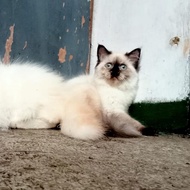 kucing himalaya seal point dan red point jantan dan betina 2,5 bulan