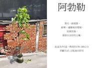 心栽花坊-阿勃勒/開花植物/8吋盆/綠化植物/綠籬植物/售價360特價300