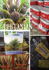 Bibit Benih Kecambah Polong Kelapa Sawit Lonsum Unggul dan Berkualitas Original + Sertifikat
