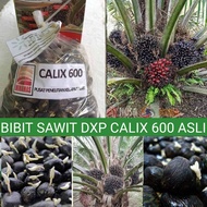 BIBIT SAWIT CALIX 600 ASLI BERKUALITAS UNGGUL