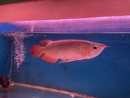 Ikan Arwana Super Red -+40cm
