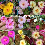 ROSE JEPUN HYBRID MOSS ROSE MIX •50 BIJI BENIH•SEED•