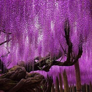 Egrow15Pcs/Bag Rare Wisteria Flower Seeds Purple Wisteria Sinensis Sweet Seed for Home Garden Plant