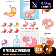 Stomach Digestive System Medical Schematic Diagram Description Diagram AI Vecta Material 41202F