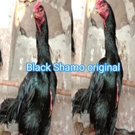 telur ayam Bangkok Black Shamo original satu paket isi 2 pasang