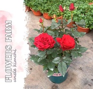 Rose Plant / Pokok Ros / Rose Kampung / Live Plant Pokok Hiasan Bunga Flower