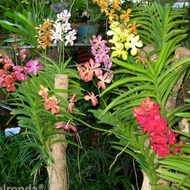 Pokok bunga orkid vanda dan vanda tulang nak berbunga.