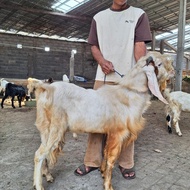 Kambing Kurban Jawa Randu